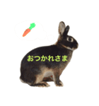 キャスうさぎ（個別スタンプ：15）