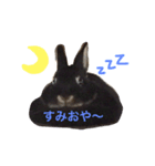 キャスうさぎ（個別スタンプ：16）