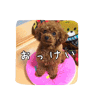 モカちゃん(♂)2（個別スタンプ：1）