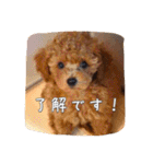 モカちゃん(♂)2（個別スタンプ：2）