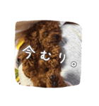 モカちゃん(♂)2（個別スタンプ：13）