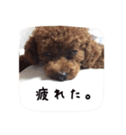 モカちゃん(♂)2（個別スタンプ：14）