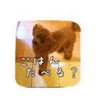 モカちゃん(♂)2（個別スタンプ：15）
