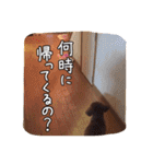 モカちゃん(♂)2（個別スタンプ：17）