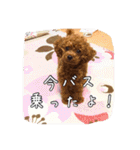 モカちゃん(♂)2（個別スタンプ：19）