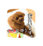モカちゃん(♂)2（個別スタンプ：22）