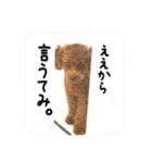モカちゃん(♂)2（個別スタンプ：25）