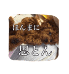 モカちゃん(♂)2（個別スタンプ：30）