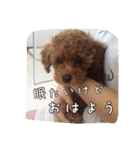 モカちゃん(♂)2（個別スタンプ：31）