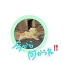 チワワとネコスタンプ（個別スタンプ：27）