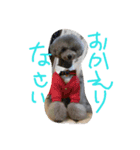 トイプードルRun丸Gin太ボクたち仲良し？②（個別スタンプ：7）