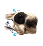 French bulldog -ARU＆COOKIE（個別スタンプ：16）