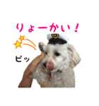 チワプー 陸ちん（個別スタンプ：11）
