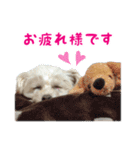 チワプー 陸ちん（個別スタンプ：12）