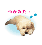 チワプー 陸ちん（個別スタンプ：24）