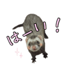 フェレットの休日 その2（個別スタンプ：1）