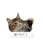 猫たんたんの日常スタンプ（個別スタンプ：6）