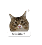 猫たんたんの日常スタンプ（個別スタンプ：33）