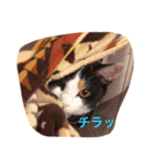 ことこま3（個別スタンプ：14）