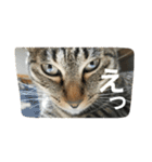 my lovely cats 3（個別スタンプ：3）