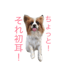 それいけ！マロン！（個別スタンプ：20）