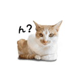 ネコである（個別スタンプ：6）