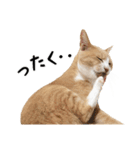 ネコである（個別スタンプ：20）