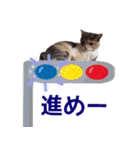 猫にゃ・にゃ・にゃ！part5（個別スタンプ：1）