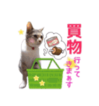 猫にゃ・にゃ・にゃ！part5（個別スタンプ：24）