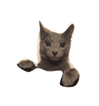 Russian Blue at Leon（個別スタンプ：5）
