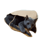 Russian Blue at Leon（個別スタンプ：8）