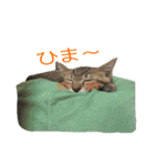 kotayama（個別スタンプ：2）