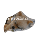 ポメラニアンの家族会話（個別スタンプ：8）