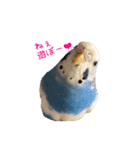 セキセイインコ ぶんちゃん 2（個別スタンプ：12）