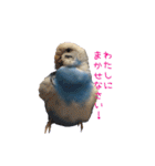 セキセイインコ ぶんちゃん 2（個別スタンプ：25）