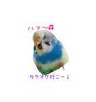 セキセイインコ ぶんちゃん 2（個別スタンプ：27）