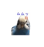 セキセイインコ ぶんちゃん 2（個別スタンプ：36）