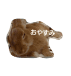 おねむのうさぎさん（個別スタンプ：2）