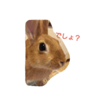 ねぇねぇだして！のうさぎさん（個別スタンプ：9）