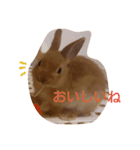 ベビーうさぎさん（個別スタンプ：6）