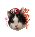 はちわれスフィンと仲間達〜teamえじぷと〜（個別スタンプ：11）