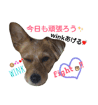 one ear standing dog salang（個別スタンプ：1）