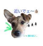 one ear standing dog salang（個別スタンプ：2）