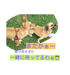 one ear standing dog salang（個別スタンプ：4）