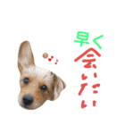 one ear standing dog salang（個別スタンプ：6）