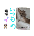 one ear standing dog salang（個別スタンプ：7）