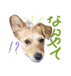 one ear standing dog salang（個別スタンプ：8）