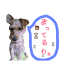 one ear standing dog salang（個別スタンプ：11）