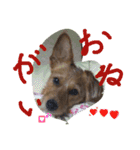 one ear standing dog salang（個別スタンプ：16）