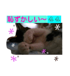 キジ白にゃん太の日常会話スタンプ（個別スタンプ：24）
